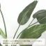 [ササガワ] 人工観葉植物 ストレリチア(Lサイズ)