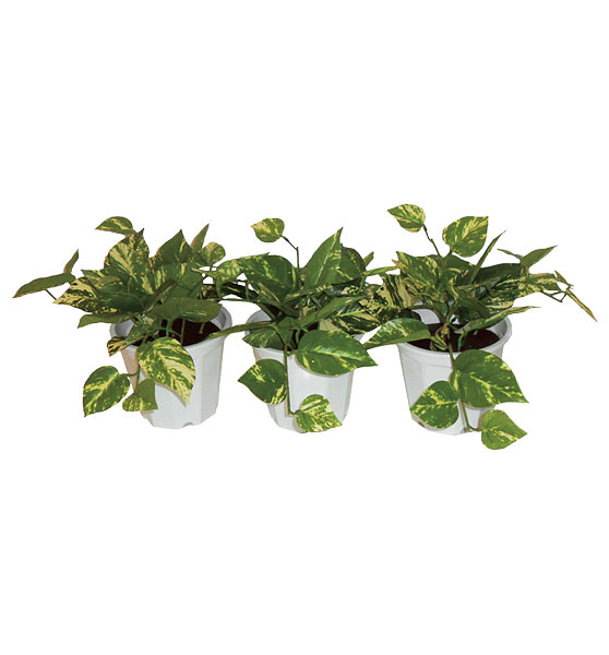 人工観葉植物「ポトス　5号鉢」3個セット　グリーンアクセサリー