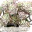 [ササガワ] 人工観葉植物 パープルセダム(ミニサイズ)