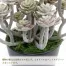 [ササガワ] 人工観葉植物 パープルセダム(ミニサイズ)