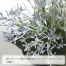 [ササガワ] 人工観葉植物 ブルースキニア(ミニサイズ)
