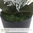 [ササガワ] 人工観葉植物 ブルースキニア(ミニサイズ)