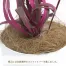 [ササガワ] 人工観葉植物 ボックスウッド(Sサイズ)