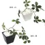 [ササガワ] 人工観葉植物 シュガーバイン(Sサイズ)