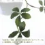 [ササガワ] 人工観葉植物 シュガーバイン(Sサイズ)