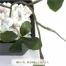 [ササガワ] 人工観葉植物 シュガーバイン(Sサイズ)