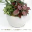 [ササガワ] 人工観葉植物 モンステラ寄植え(Sサイズ)