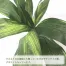[ササガワ] 人工観葉植物 ドラセナ(Mサイズ)