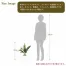 [ササガワ] 人工観葉植物 ドラセナ(Mサイズ)