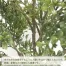 [ササガワ] 人工観葉植物 ボックスウッド(Mサイズ)