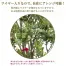 [ササガワ] 人工観葉植物 ボックスウッド(Mサイズ)