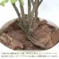 [ササガワ] 人工観葉植物 ボックスウッド(Mサイズ)