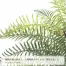 [ササガワ] 人工観葉植物 タマシダ( Mサイズ)