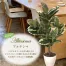[ササガワ] 人工観葉植物 アルテシマ(Mサイズ)
