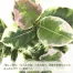 [ササガワ] 人工観葉植物 アルテシマ(Mサイズ)