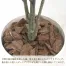 [ササガワ] 人工観葉植物 アルテシマ(Mサイズ)