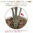 [ササガワ] 人工観葉植物 アルテシマ(Mサイズ)
