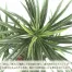 [ササガワ] 人工観葉植物 ユッカ(Mサイズ)