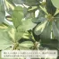 [ササガワ] 人工観葉植物 シェフレラ(Lサイズ)