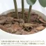 [ササガワ] 人工観葉植物 シェフレラ(Lサイズ)