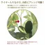 [ササガワ] 人工観葉植物 シェフレラ(Lサイズ)