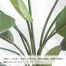 [ササガワ] 人工観葉植物 ストレリチア(Lサイズ)