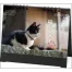 NB-1218 SB-354 卓上猫さんぽ〔ワイド〕 名入れ卓上カレンダー