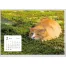 NB-1218 SB-354 卓上猫さんぽ〔ワイド〕 名入れ卓上カレンダー