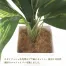 [ササガワ] 人工観葉植物 ドラセナ(Mサイズ)