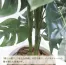 人工観葉植物 モンステラ(Lサイズ　高さ100cm) | ササガワ