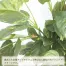 [ササガワ] 人工観葉植物 マネーツリー(Lサイズ)