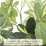 [ササガワ] 人工観葉植物 シェフレラ(Lサイズ)