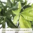 人工観葉植物 パキラ(Lサイズ　130cm) | ササガワ