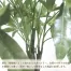 人工観葉植物 パキラ(Lサイズ　130cm) | ササガワ