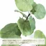 人工観葉植物 ウンベラータ(Lサイズ　130cm) | ササガワ