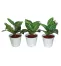 人工観葉植物「ゼブラ　5号鉢」3個セット　グリーンアクセサリー