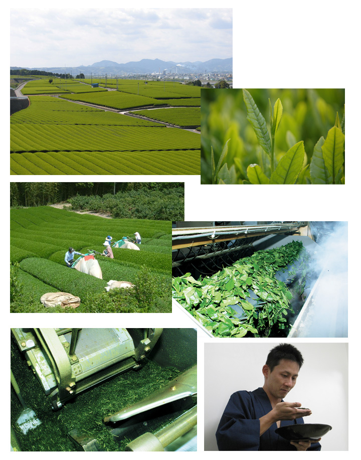 大井川茶園 茶師の 京都宇治茶 100g