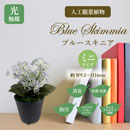 [ササガワ] 人工観葉植物 ブルースキニア(ミニサイズ)