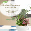 [ササガワ] 人工観葉植物 モンステラ寄植え(Sサイズ)