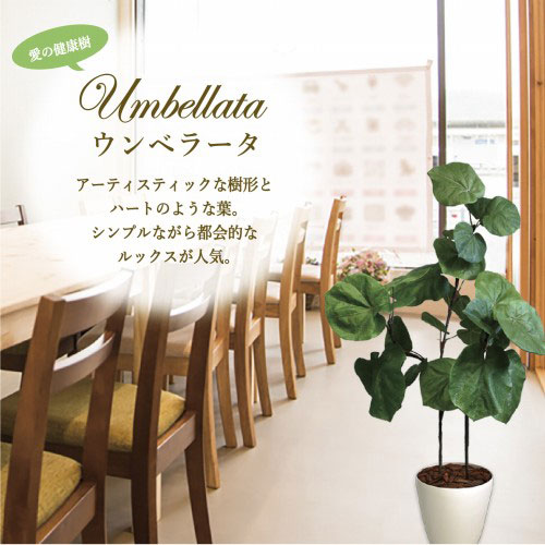 人工観葉植物 ウンベラータ（Lサイズ　130cm） | ササガワ
